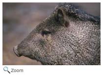Collared Peccary