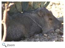 Collared Peccary