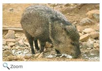 Collared Peccary