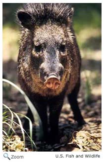 Collared Peccary