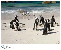 Penguins