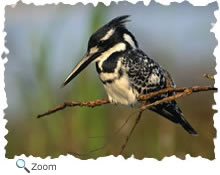 pied kingfisher