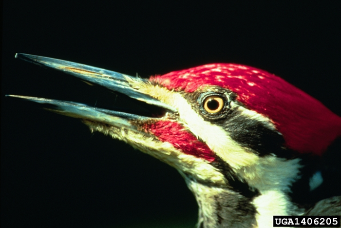 pileated-woodpecker-dryocopus-pileatus-wildlife-journal-junior