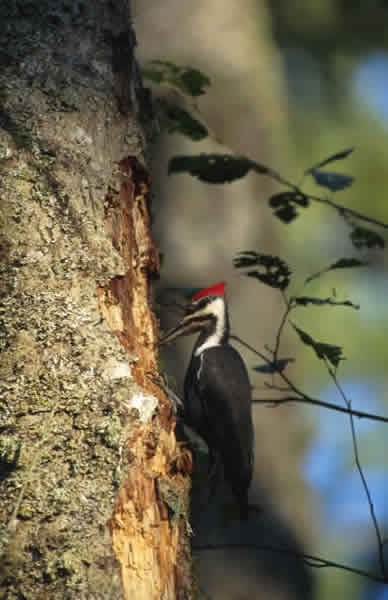 pin-by-amanda-s-on-samba-2016-pileated-woodpeckers-woodpecker