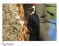 Pileated Woodpecker