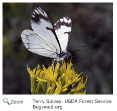 Pine White Butterfly