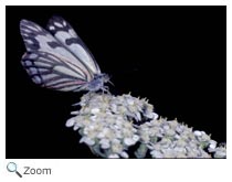 Pine White Butterfly