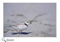 Piping Plover