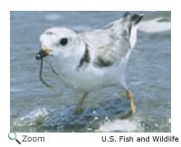 Piping Plover