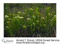 Pitcher Plant