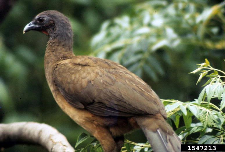 plain-chachalaca-ortalis-vetula-wildlife-journal-junior