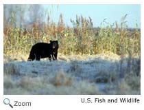 Black Bear