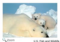 Polar Bear