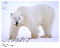 Polar Bear
