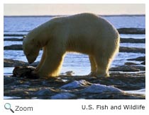 Polar Bear