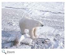 Polar Bear