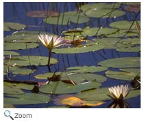 Pond