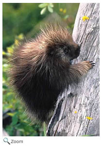 Porcupine