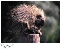 Porcupine