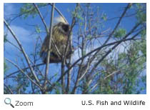 Porcupine