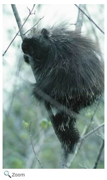 Porcupine