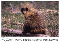 Porcupine