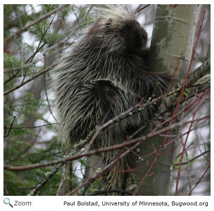 range porcupines north they species central america found south there family wild
