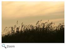 Prairie
