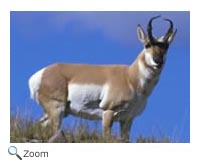 Pronghorn