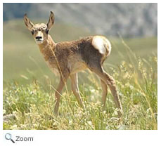 Pronghorn