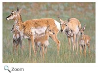 Pronghorn
