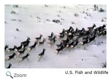 Pronghorn
