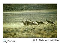 Pronghorn