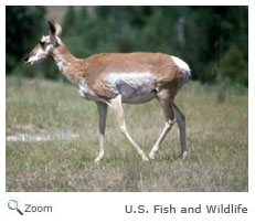 Pronghorn