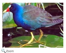Purple Gallinule