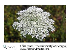 Queen Anne's Lace