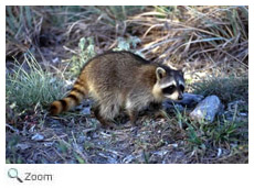 Raccoon