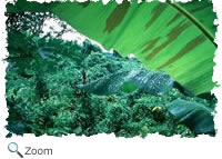 Rainforest