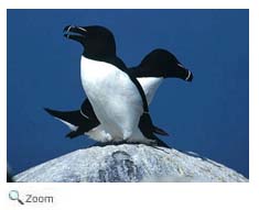 Razorbill