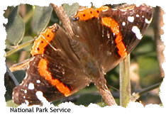 Red Admiral