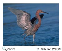 Reddish Egret