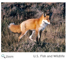 Red Fox