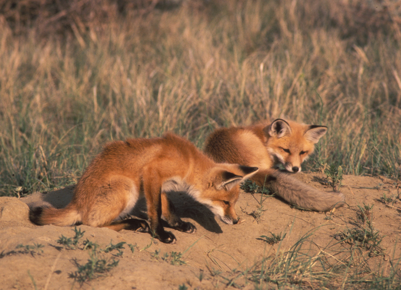 Fox Mating