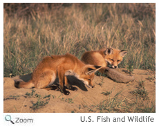 Red Fox