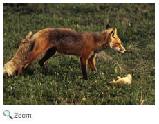 Red Fox