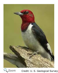 Red-headed Woodpecker