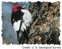 Red-headed Woodpecker