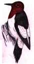 Red-bellied Woodpecker