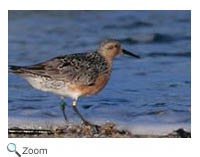 Red Knot