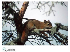 Red Squirrel